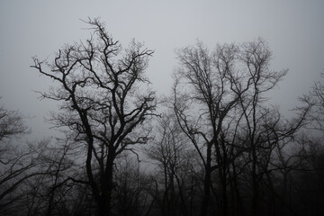 Bare trees in a dense fog.