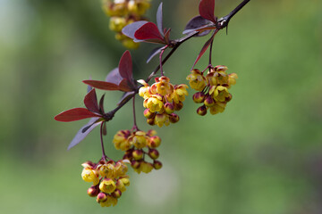 close-up photos of garden flowers and trees that surround us