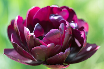 Fototapeta premium close-up photos of garden flowers and trees that surround us