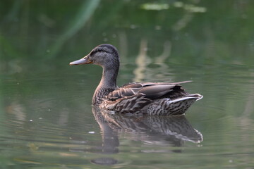 Female Mallard duck swimming in pond. 
