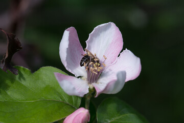 close-up photos of garden flowers and trees that surround us