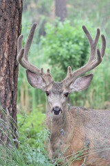 Close-up of mule deer buck in velvet. 