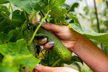 A woman farmer takes cucumber plants blooming in a farmhouse in a urban garden. faceless