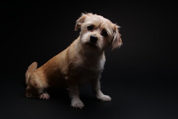 Cute little dog in studio on black background.
