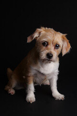 Cute little dog in studio on black background.
