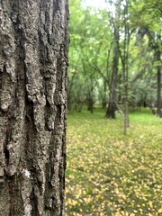 forest park nature greens day overcast leaves grass trees branches square nature
