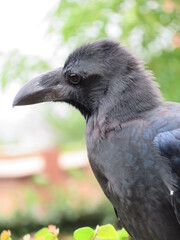 ハシブトガラス