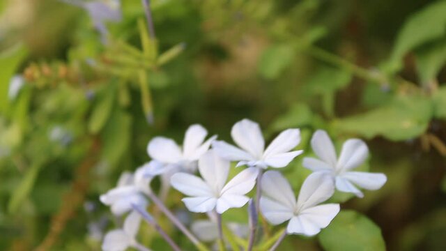 Blue Jasmine flowers in summer