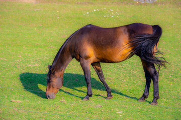 Pretty horse on a Canadian farm in the province of Quebec 