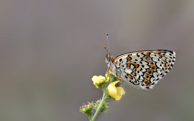 A small multi-colored moth on a yellow flower on a blurry gray background