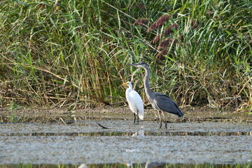 Fototapeta premium A great Blue Heron and Great Egret standing in marsh together
