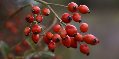 A panorama of branch of ripening rose hips.