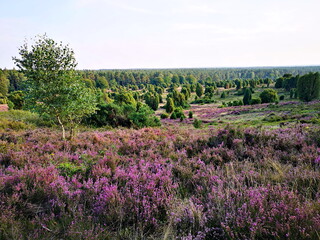 Naturschutzgebiet Lüneburger Heide