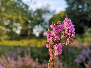 Naturschutzgebiet Lüneburger Heide