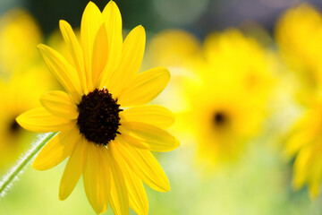 Obraz premium yellow flower closeup