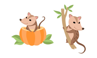 Fototapeta premium Cute Opossum Animal Sitting on Tree and Peeping Out from Pumpkin Vector Set