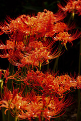 red and yellow flower