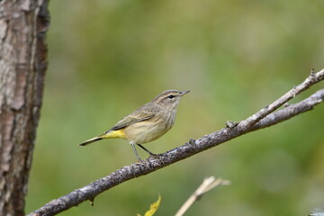 Palm warbler showing its confusing fall colors