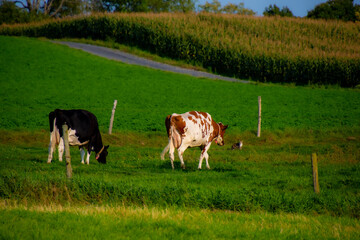 Pretty cows  and the cat in a Quebec farm in the Canadian coutryside