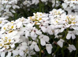 Iberis sempervirens - Snowflake cultivar, the evergreen candytuft, a spring-blooming ornamental plant