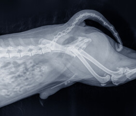X-ray photo of the abdomen of a dog with stones in the bladder and urethra (urinary calculi). Isolated on black