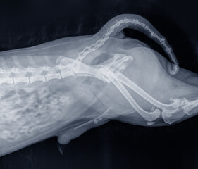 Naklejka premium X-ray photo of the abdomen of a dog with stones in the bladder and urethra (urinary calculi). Isolated on black