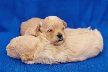 two very small maltipu puppies are sleeping in an embrace. photo shoot on a blue background