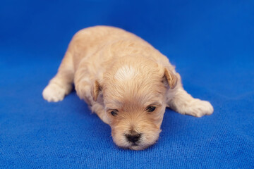 very small puppy Maltipu. photo shoot on a blue background
