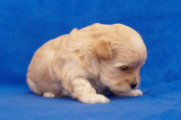 very small puppy Maltipu. photo shoot on a blue background
