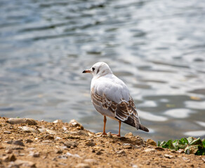 Seagull on the beach by the water looking away