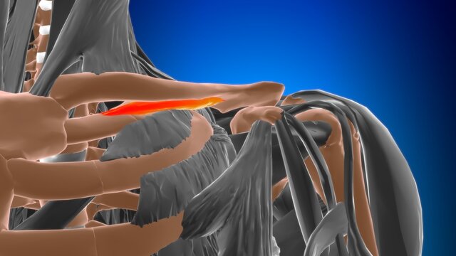 subclavius Muscle Anatomy For Medical Concept 3D