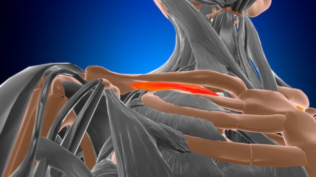 subclavius Muscle Anatomy For Medical Concept 3D