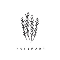 Vector drawing of rosemary. Gaphic element for background, menu, display, packaging and sign. 