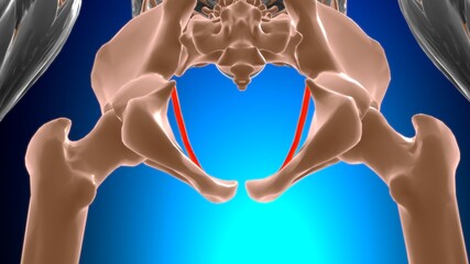 Tendinous arch of levator ani Muscle Anatomy For Medical Concept 3D