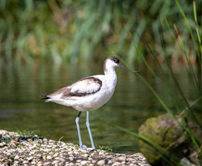 Avocet by a lake