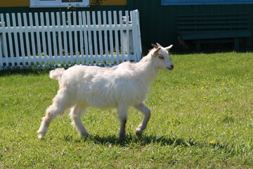 A funny little goat is walking on a green lawn. Summer. Siberia. Russia.