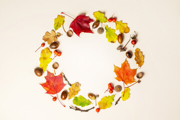 Autumn composition. A round frame made of autumn maple  leaves, acorns and rowan berries. 
Autumn, fall concept. Flat lay, top view, copy space, circle