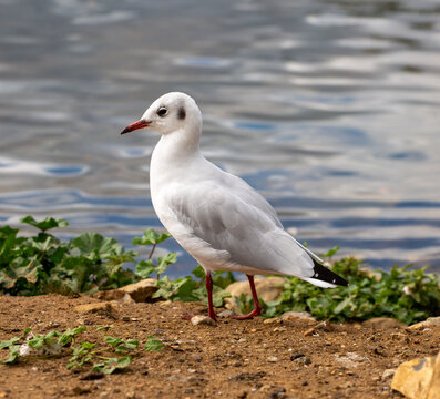 White bird by a lake, portrait