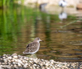 Lonely aquatic bird by lake