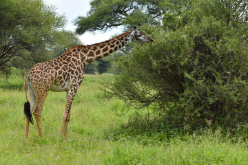 Naklejka na ściany i meble wild free giraffes in africa. national reserve with animals. protection of wild giraffes