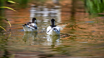 Avocets swimming away in wonderful lake 