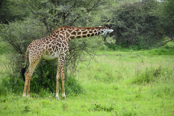 Naklejka na ściany i meble Wild giraffes in the Tanzania National Wildlife Refuge in Africa. Wild animal giraffes in the park.