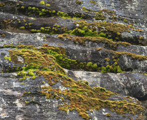The Misty Mountains Cold of Choachi, Colombia