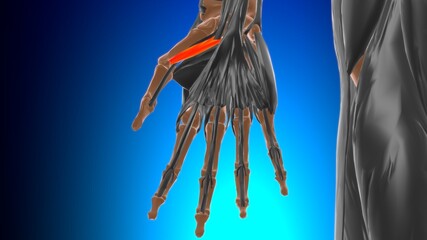 Flexor pollicis brevis Muscle Anatomy For Medical Concept 3D