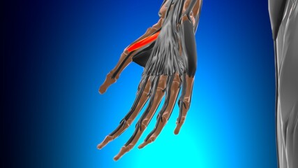 Obraz na płótnie Canvas Flexor pollicis brevis Muscle Anatomy For Medical Concept 3D