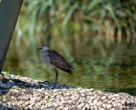 Water bird by a lake in Norfolk