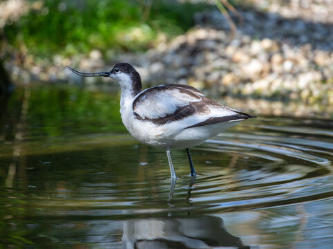 Acquatic bird in a pond