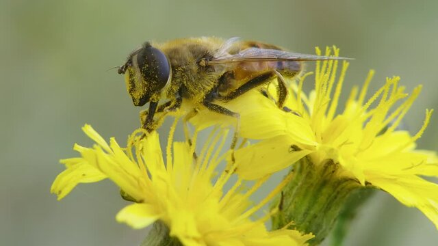 Macro shot of a Hoverfly (Syrphidae) sitting on a yellow flower and eating pollen in slow motion.