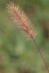 Sétaire verticillée
