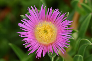 Obraz premium fleur de griffe de sorcière